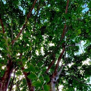 Meet your Posher, Majormax